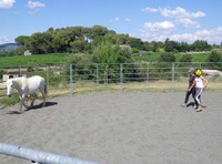 Stage "Mise/remise en confiance à côté du cheval"